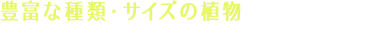 豊富な種類・サイズの植物をそろえて植物の販売やレンタルのサービスを行っています♪