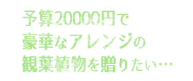 予算20000円で豪華なアレンジの観葉植物を贈りたい…