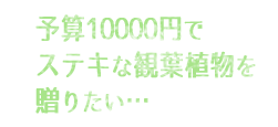 予算10000円でステキな観葉植物を贈りたい…