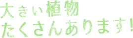 大きい植物たくさんあります!