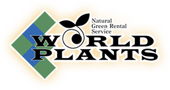 WORLD PLANTS - Natural Green Rental Service